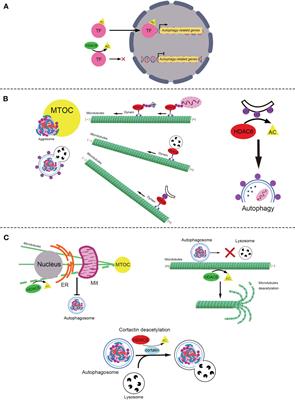 The Role of HDAC6 in Autophagy and NLRP3 Inflammasome